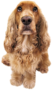 image of cocker spaniel dog. 